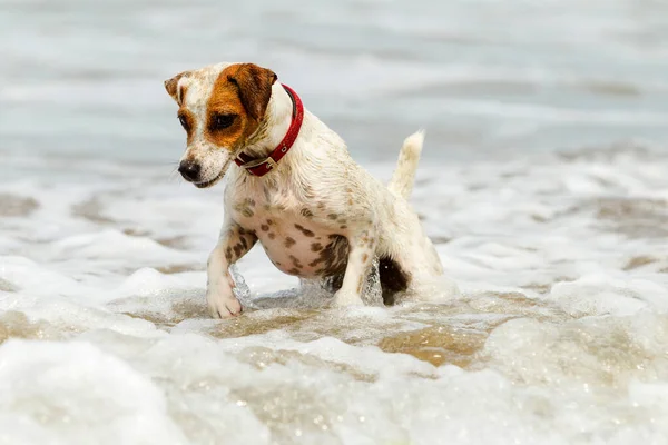 happy dog playing into the ocean waves