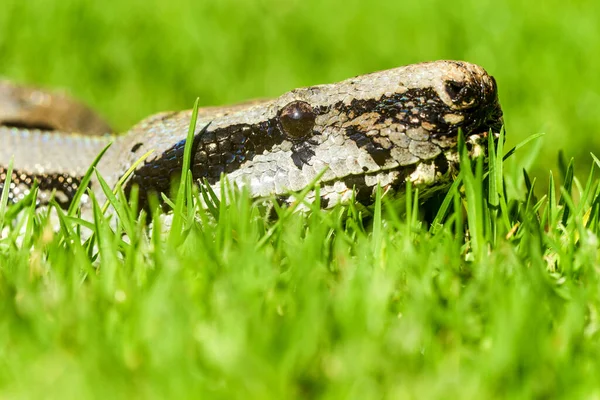 Close Boa Snake Ground Level — Stock Photo, Image