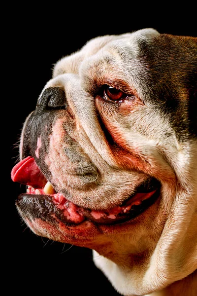 Studio Portret Van Een Volwassen Pure Ras Engels Bulldog — Stockfoto