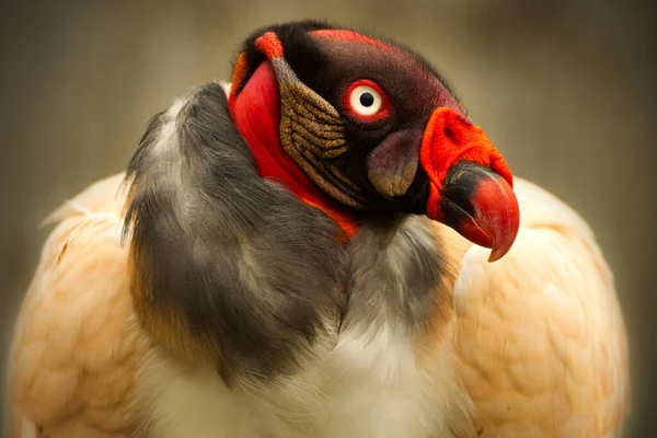 Close Portret Van Een Koningsgier Gevangenschap — Stockfoto