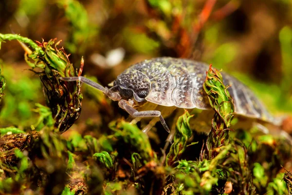 Grande Tamanho Besouro Weevil Superfamília Curculionoidea Agachado Para Floresta Tropical — Fotografia de Stock