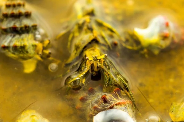 Крабы Отшельники Спариваются Мелководье Тихоокеанского Побережья — стоковое фото