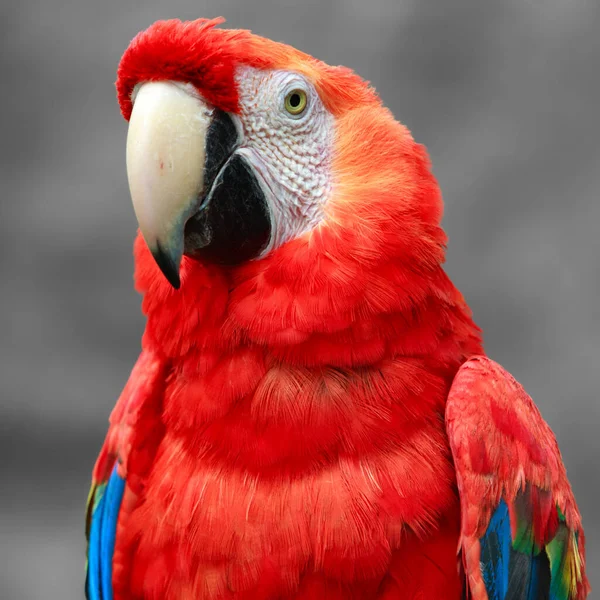 Guacamayo Escarlata Guacamayo Colorido Grande Nativo Los Bosques Perennes Húmedos — Foto de Stock