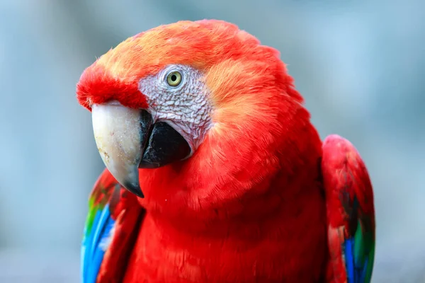 红色的金刚鹦鹉是一种大型的五彩斑斓的金刚鹦鹉 原产于美国热带地区潮湿的常绿森林 从最南端的墨西哥到亚马逊的秘鲁的玻利维亚和巴西 — 图库照片
