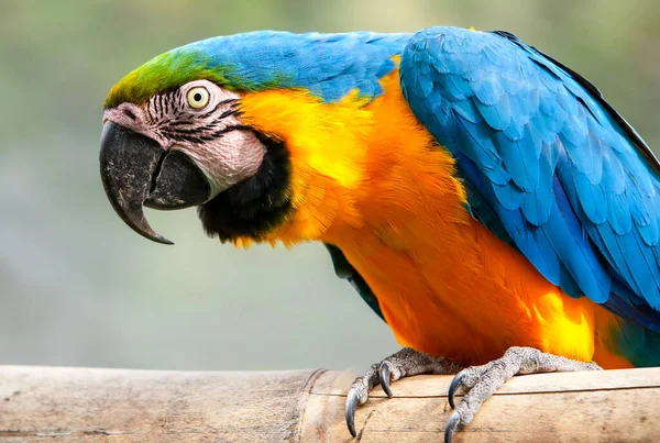 Modrý Zlatý Macaw Členem Skupiny Velkých Neotropních Papoušků Známých Jako — Stock fotografie