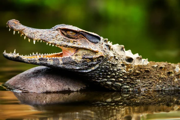 Kis Kajmán Krokodil Elnyelő Lövés Vadonban Amazóniai Medence Ecuador — Stock Fotó