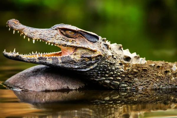 Petit Crocodile Caïman Absorbant Chaleur Abattu État Sauvage Dans Bassin — Photo