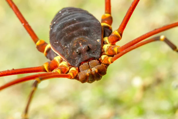 Opiliones Formerly Phalangida Order Arachnids Commonly Known Harvestmen — стоковое фото