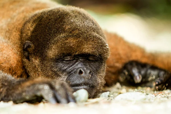 Низкий Угол Обзора Спящей Обезьяны Эквадорских Джунглях — стоковое фото