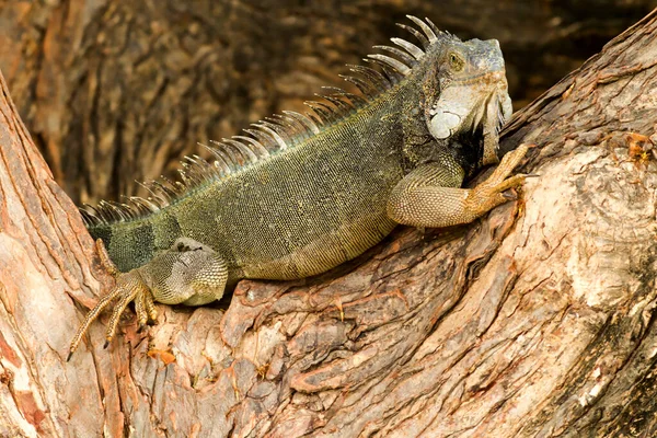 Iguana Mâle Adulte Dans Sud Sauvage Équateur — Photo