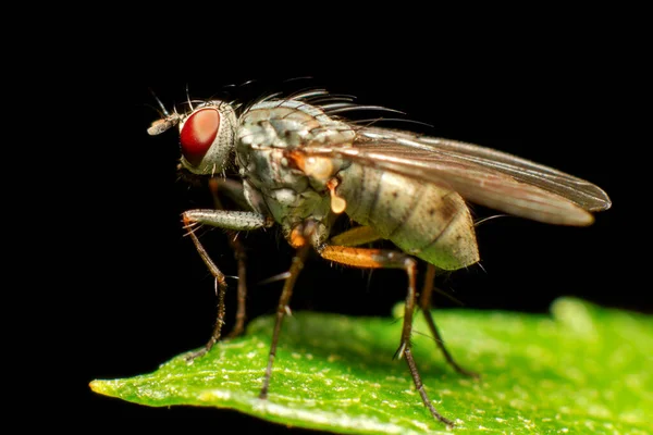 Sanna Flugor Insekter Ordningen Diptera Utgör Enda Förbereda Vingar — Stockfoto