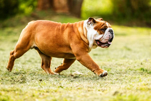 Baixo Ângulo Tiro Bulldog Inglês Raça Pura Movimento — Fotografia de Stock