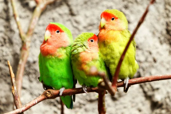 Familia Aves Amorosas Una Sucursal Inyectada Ambiente Natural —  Fotos de Stock