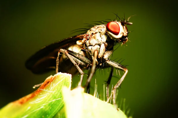 Sanna Flugor Insekter Ordningen Diptera Utgör Enda Förbereda Vingar — Stockfoto