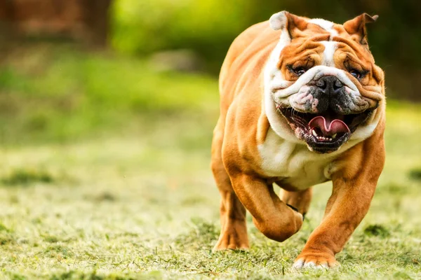 Renrasiga Engelska Bulldogg Omlokalisering Till Slr Wrinkled Ansikte Närbild — Stockfoto