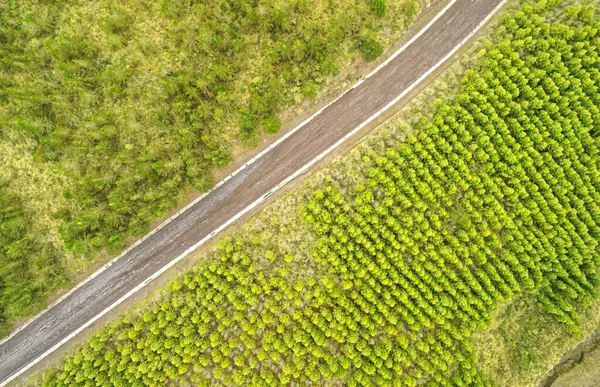 Cotopaxi National Park Ecuador Road Dividing Recent Reforested Area — 스톡 사진