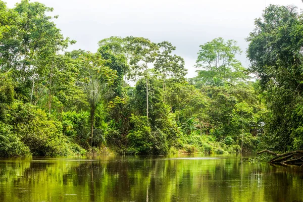 Cuyabeno Waterway Perwakilan Taman Nasional Hutan Vegetasi Stok Foto