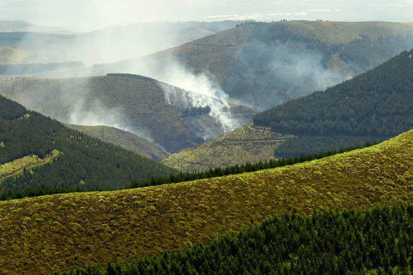 Hutan Ketinggian Tinggi Secara Sengaja Mengatur Api Dataran Tinggi Andes Stok Lukisan  