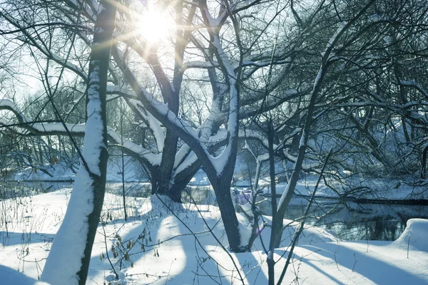 Winter bomen landschap — Stockfoto