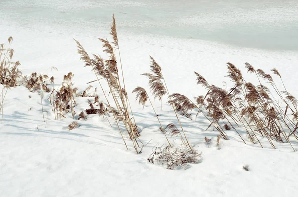 Riet landschap door winter — Stockfoto
