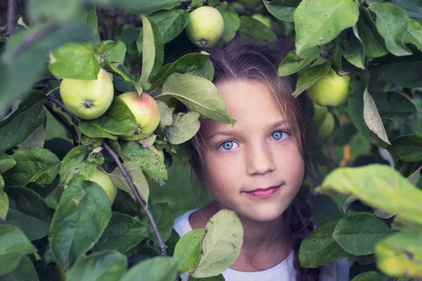 Tra i rami di mela — Foto Stock