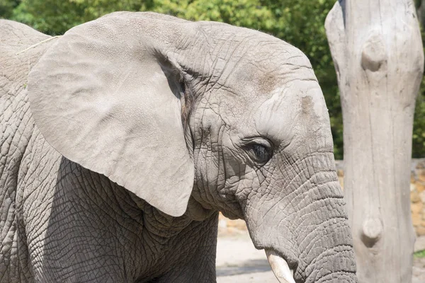 Primo piano testa elefante — Foto Stock