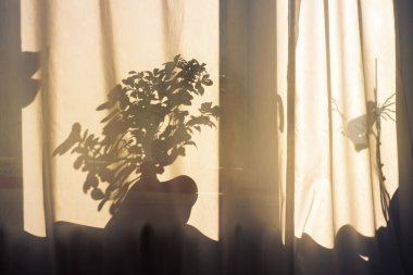 SSS kısaltma kurulu