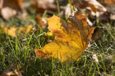 Sarı akçaağaç yaprağı 