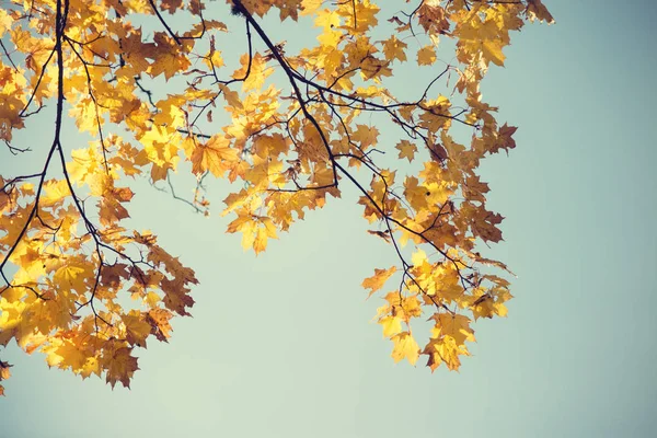 Herbst-Ahorn-Zweig — Stockfoto
