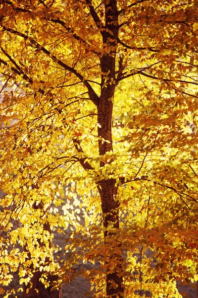 Πέφτουν τα φύλλα χρώματα — Φωτογραφία Αρχείου