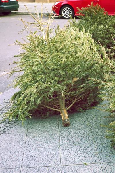 Christmas trees thrown — Stock Photo, Image