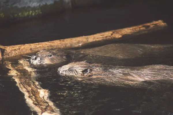 Two beavers in water — Stock Photo, Image