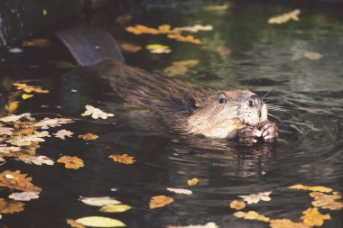 su vahşi beaver