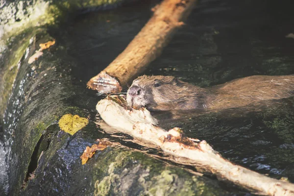 Beaver with wood — Stock Photo, Image