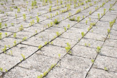 eski kaldırım çimen