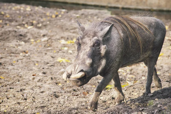Afrikanisches Warzenschwein — Stockfoto