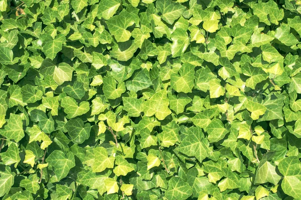 Hiedra verde fresca —  Fotos de Stock