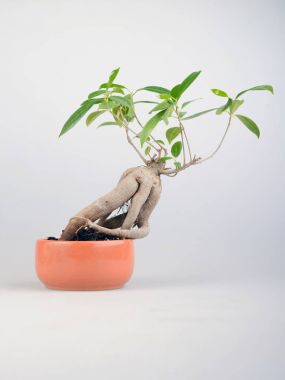 tencerede küçük incir bonsai
