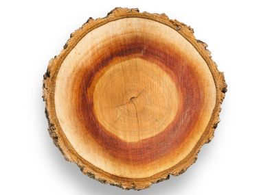 Kayısı ağacı gravür