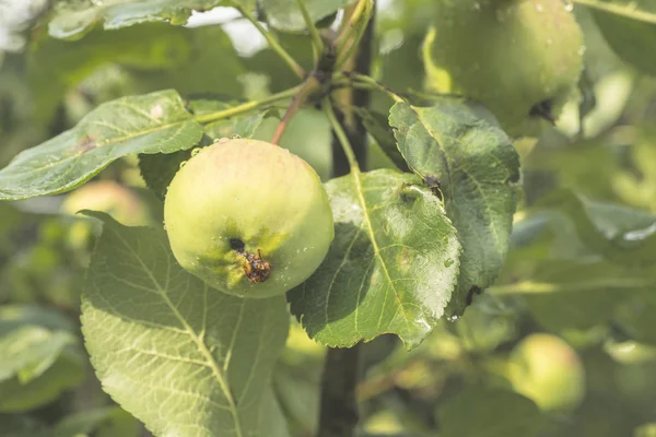 Apple tree φρούτα — Φωτογραφία Αρχείου