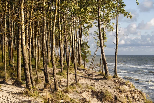 Windy shore forest — Stock Photo, Image