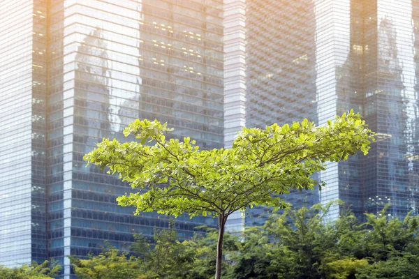 都市に緑の木 — ストック写真