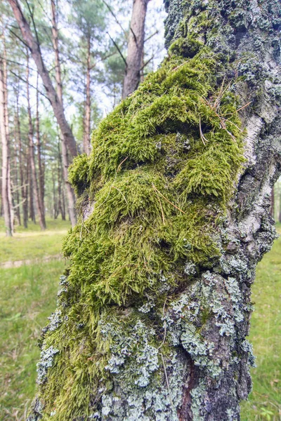 Zelený mech na stromě — Stock fotografie