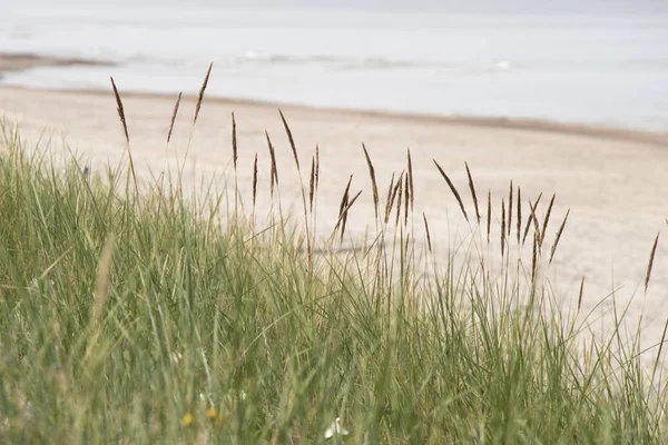 Łodygi trawy plaży — Zdjęcie stockowe