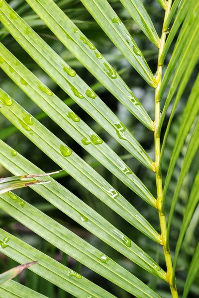 Bamboo leaf raindrops — Stock Photo, Image