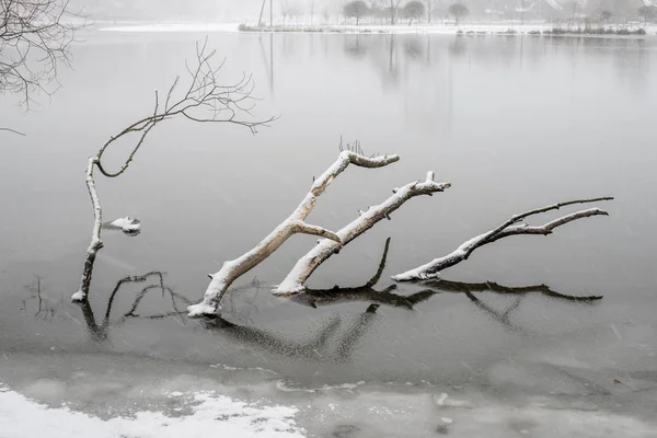 Погруженное дерево зимой — стоковое фото