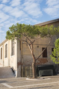 çam ağacı Venedik