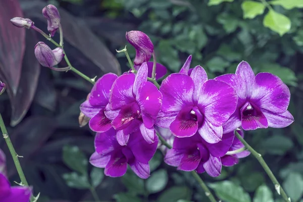 Orquídeas roxas no jardim — Fotografia de Stock