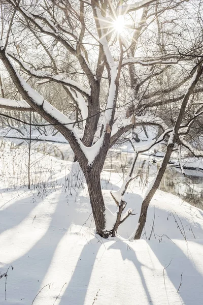 Brillante mañana de invierno — Foto de Stock