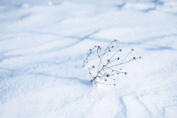 Dry plant by winter — Stock Photo, Image